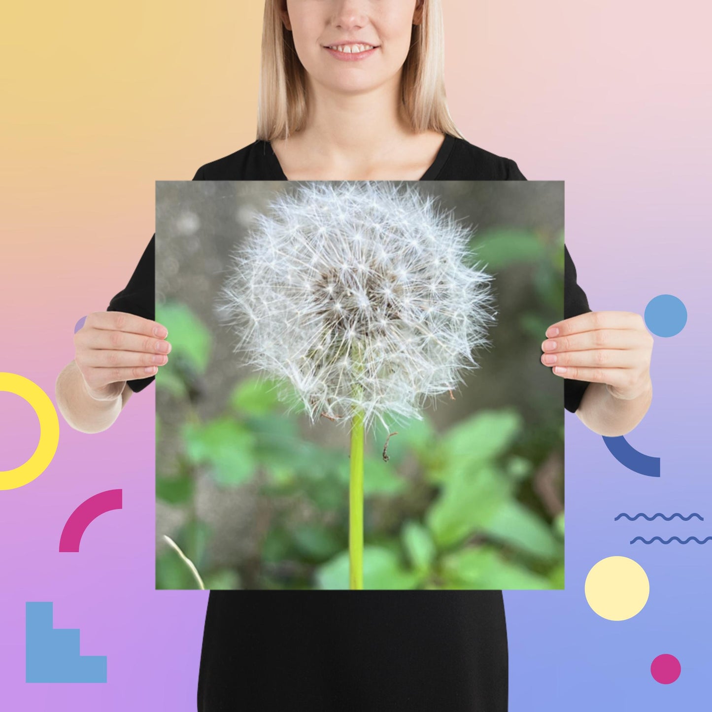 Dandelion Puff Poster